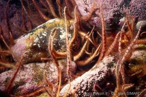 Ophiopholis_aculeata00502