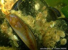 amphibalanus_eburneus-fa10b