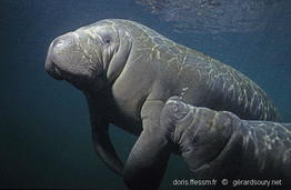 trichechus_manatus-geso855