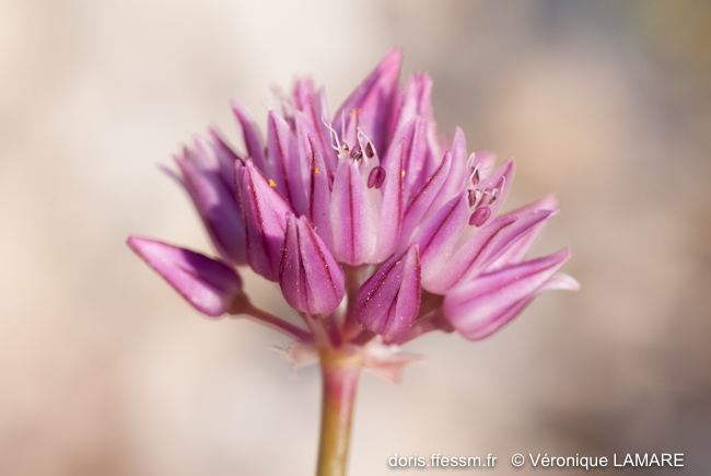 Ail à fleurs aiguës