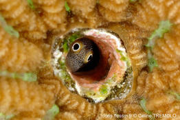 Alloblennius_pictus-ct01