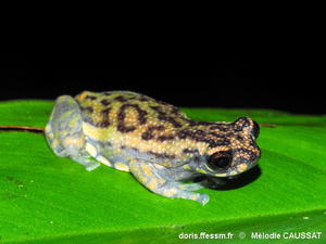 Allophryne_ruthveni-meca001