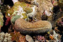 herpolitha_limax-vl1