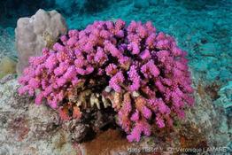 pocillopora_verrucosa-vl1