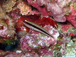 gobius_vittatus-slb1