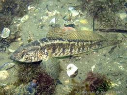 zosterisessor_ophiocephalus-slb3