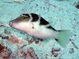 canthigaster_cyanospilota-slb
