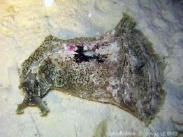 dolabella_auricularia-slb6