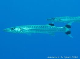 sphyraena_barracuda-slb2