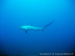 alopias_vulpinus-fr221