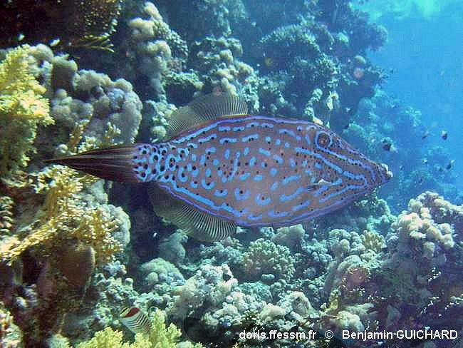 Aluterus_scriptus-begu011aps