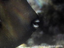 Amanses_scopas-elmo060