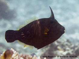 Amanses_scopas-elmo070