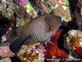 Amanses_scopas-vima010