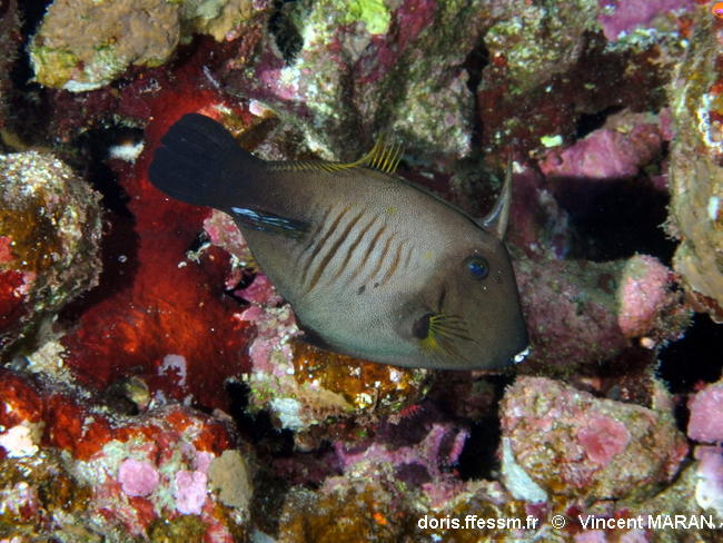 Amanses_scopas-vima090