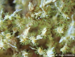 Amathia_citrina-pico074