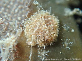 Amathia_gracilis-pico280