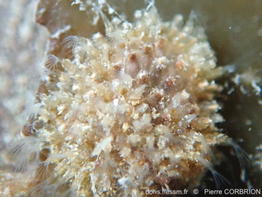 Amathia_gracilis-pico283