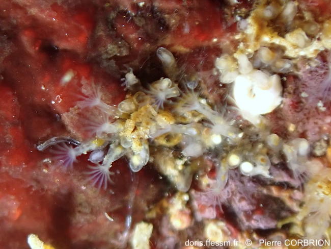 Amathia_gracilis-pico761a