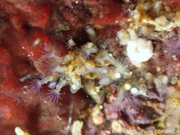 Amathia_gracilis-pico761a