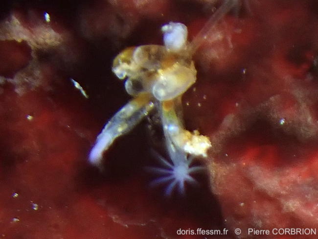 Amathia_gracilis-pico761b