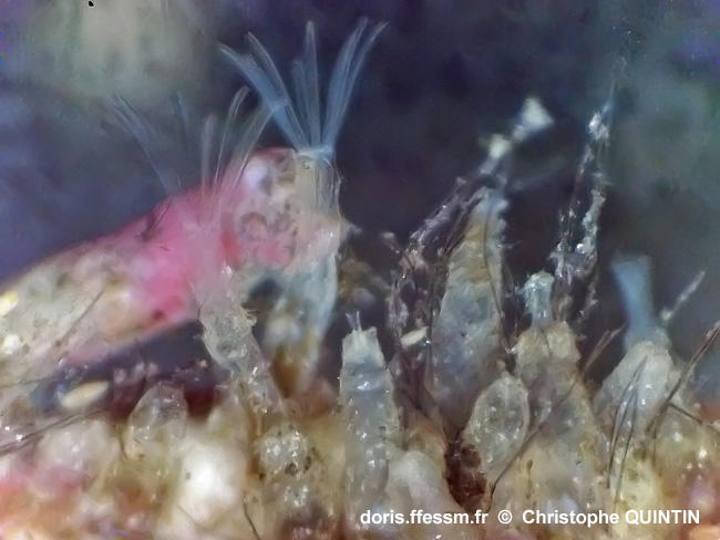 Amathia_gracilis_qc_001