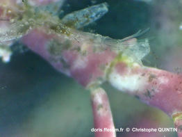 Amathia_gracilis_qc_002.