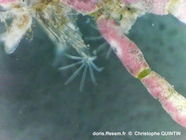 Amathia_gracilis_qc_003