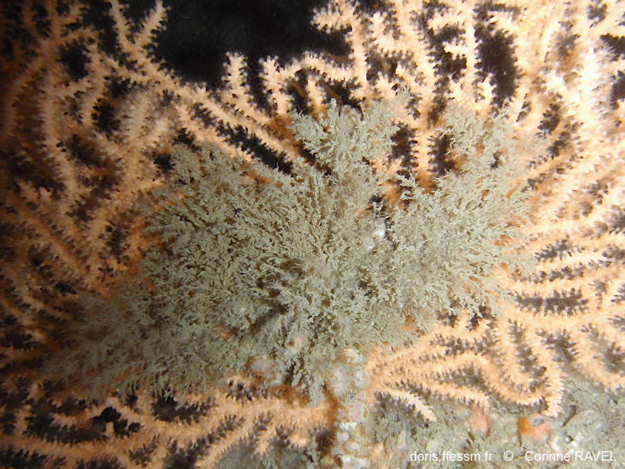 Amathia_imbricata-cora24