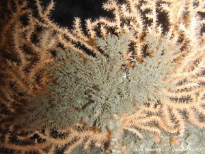 Amathia_imbricata-cora24