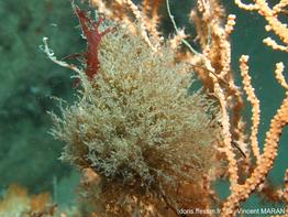 Amathia_imbricata-vima58