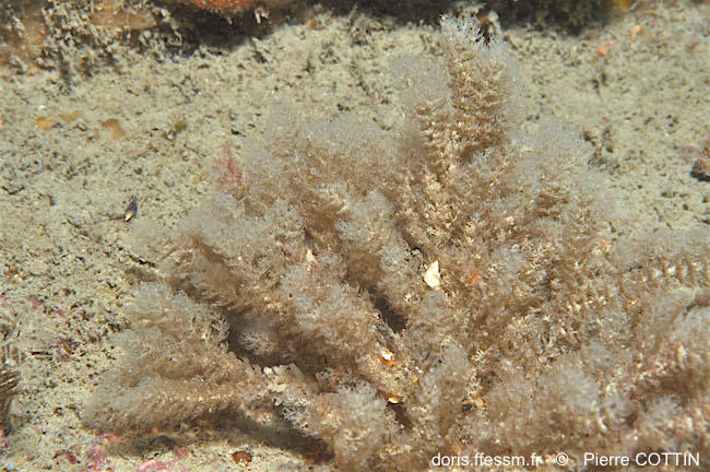 Amathia_spinosa-pico26716