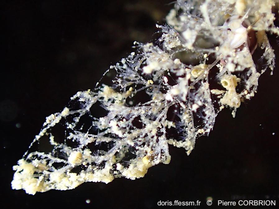 Amathia_spinosa-pico582