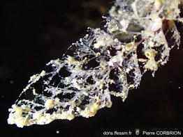 Amathia_spinosa-pico582