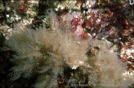 Amathia_spinosa-pl-01