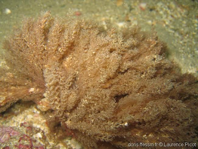 Amathia_spinosa1_tn