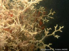 amathia_verticillata-f7