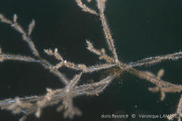 amathia_verticillata-vl7777