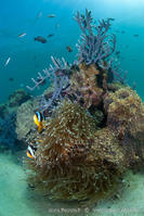 amphiprion_latifasciatus-vl4