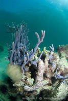 pearsonothuria_graeffei-vl3