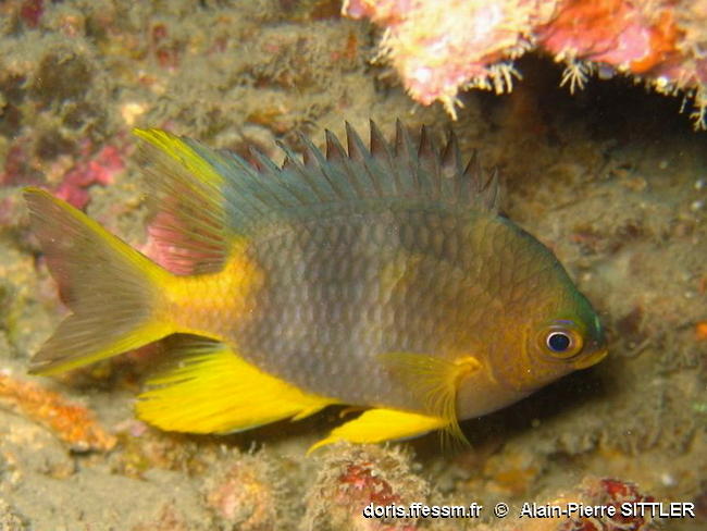 Amblyglyphidodon-aureus_ap1