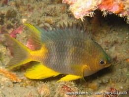 Amblyglyphidodon-aureus_ap1