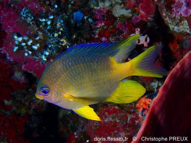 Amblyglyphidodon-aureus_cp1
