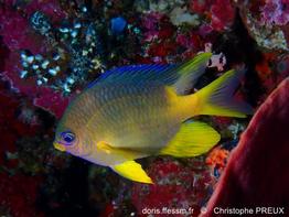 Amblyglyphidodon-aureus_cp1