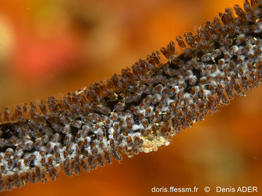 Amblyglyphidodon-aureus_da1