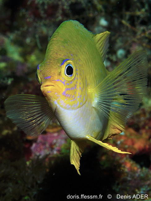 Amblyglyphidodon-aureus_da2