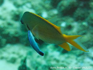 Amblyglyphidodon-aureus_dv1