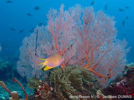 Amblyglyphidodon-aureus_jd1