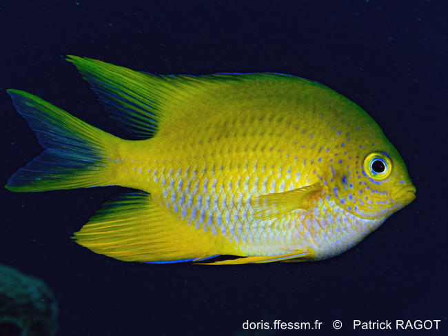 Amblyglyphidodon-aureus_pr1