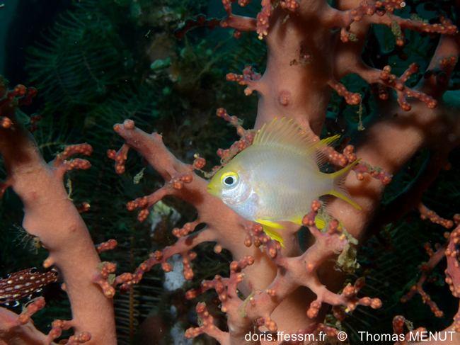 Amblyglyphidodon-aureus_tm1